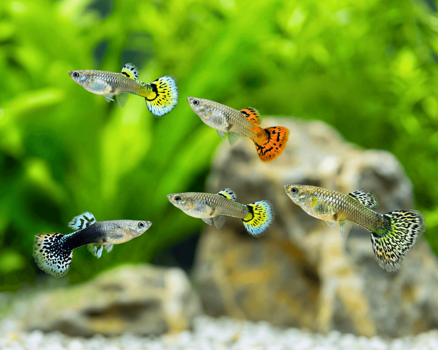 Metallic Cobra Guppy (Poecilia reticulata)
